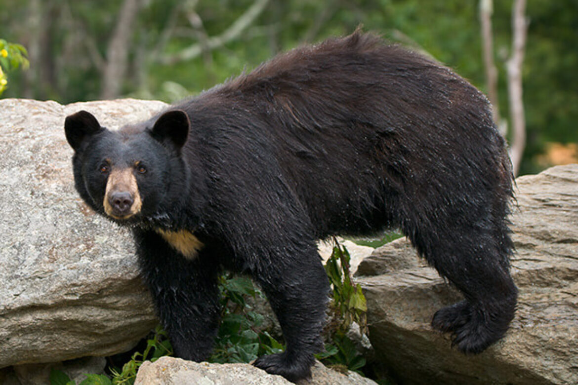 adult-black-bear